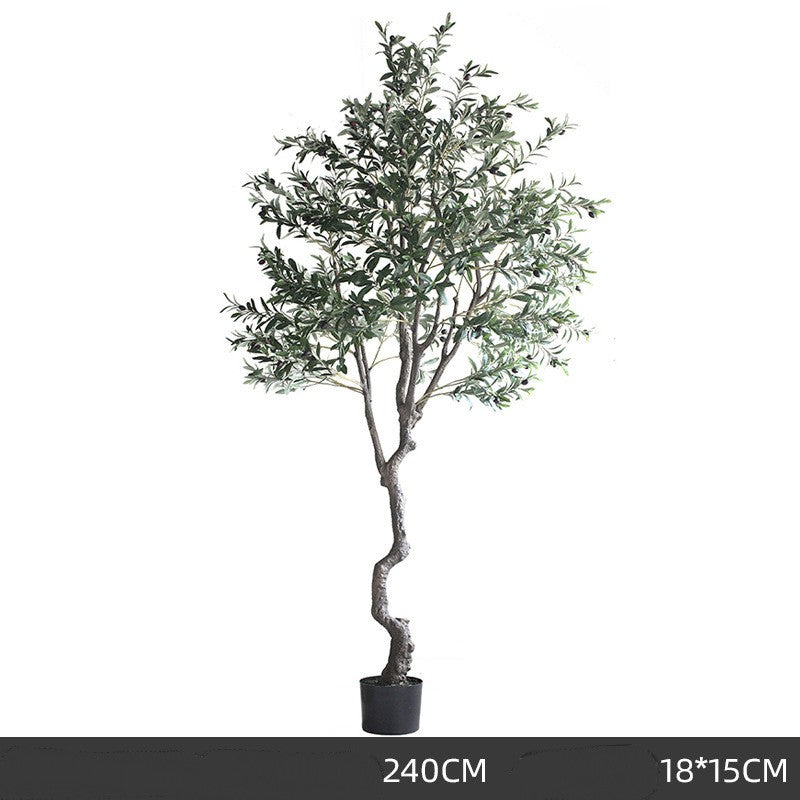 Olive Tree Indoor