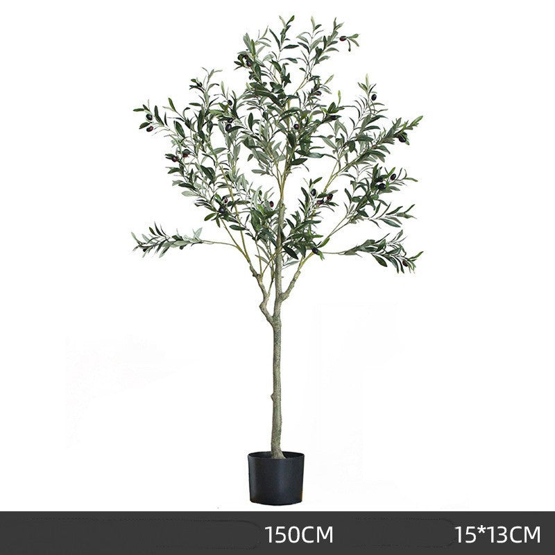Olive Tree Indoor