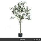 Olive Tree Indoor