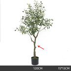 Olive Tree Indoor