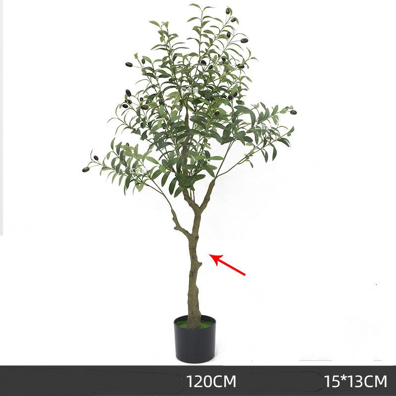 Olive Tree Indoor
