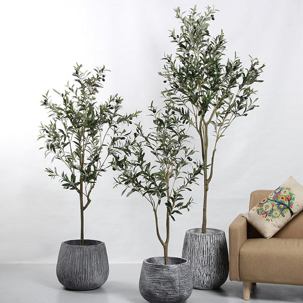 Olive Tree Indoor