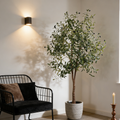Olive Tree Indoor Housenord