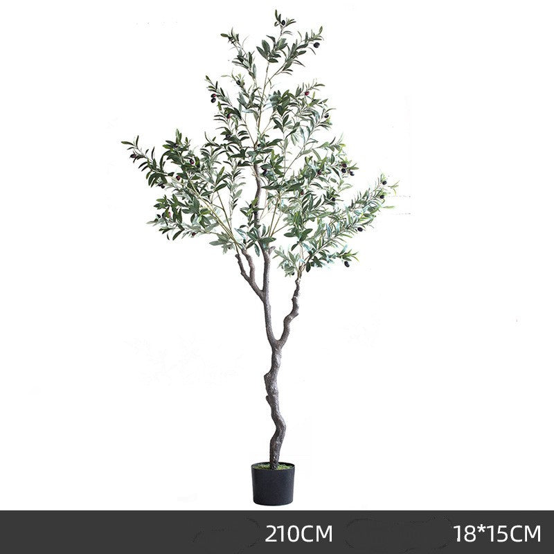 Olive Tree Indoor