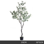 Olive Tree Indoor