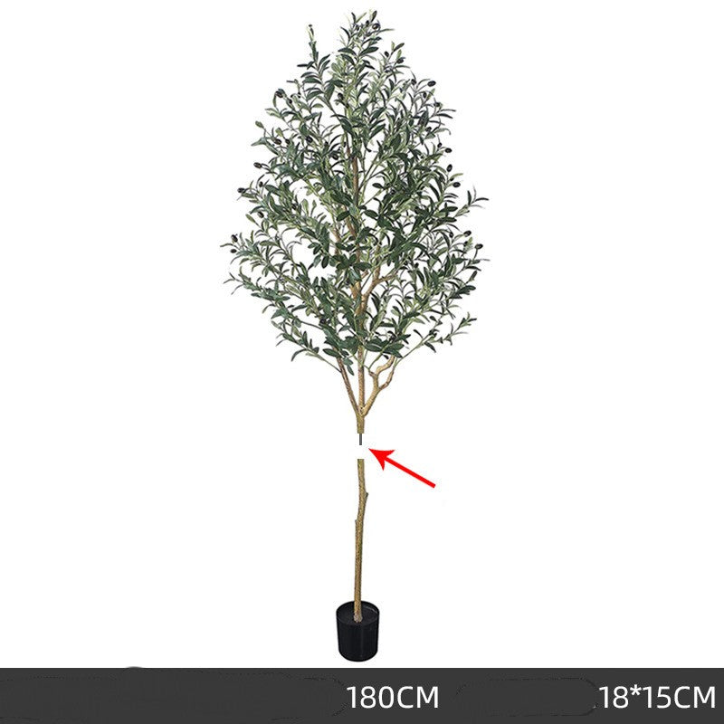 Olive Tree Indoor